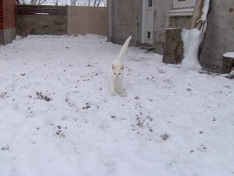 Blanding af racer Gizmo - Kan du se mig mor.?? Nyt 4/1-06 billede 5