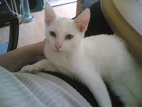 Blanding af racer Gizmo - Min dejlige mor og mig  billede 6