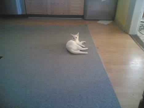 Blanding af racer Gizmo - mig fræk naaaaahhh   billede 7