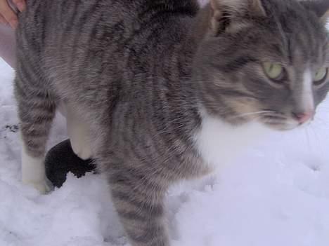 Blanding af racer Simba - Nyt 4/1-06 billede 10