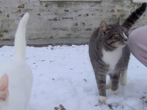 Blanding af racer Simba - Nyt 4/1-06 billede 11