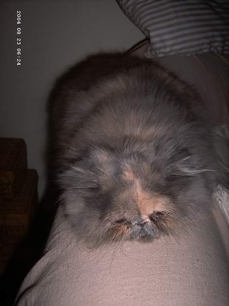 Perser Coco Chanel - så nyere billede i bedre kvalitet billede 11