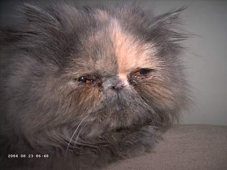 Perser Coco Chanel - her er jeg så smuk som altid   :p billede 12