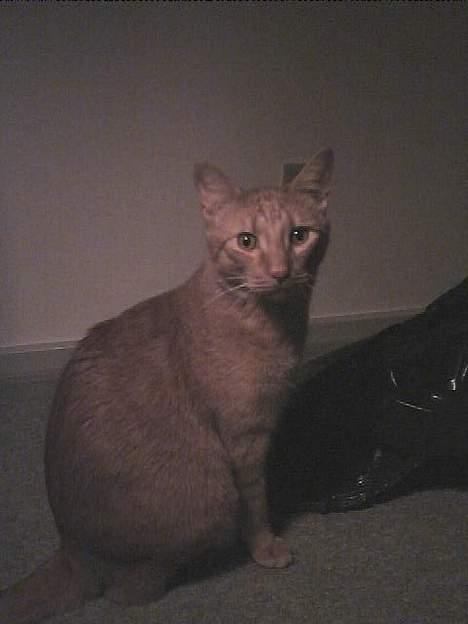 Blanding af racer Bamse (R.I.P) - Er jeg ikke sød :-) billede 1