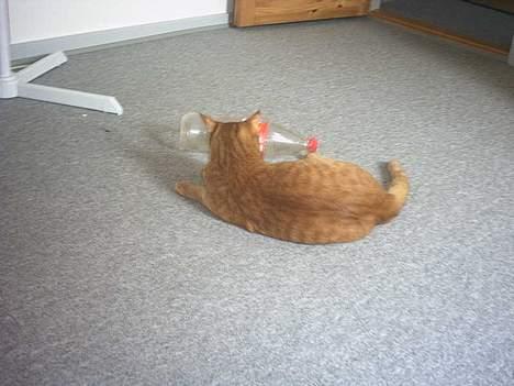 Blanding af racer Bamse (R.I.P) - Min 1½ L. flaske billede 3