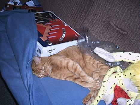 Blanding af racer Bamse (R.I.P) - De roder, jeg sover billede 4