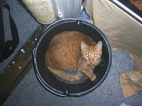 Blanding af racer Bamse (R.I.P) - En spandfuld kat billede 5