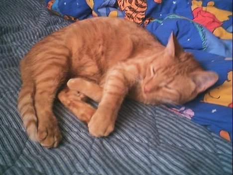 Blanding af racer Bamse (R.I.P) - Min ynglingshobby er at sove billede 6