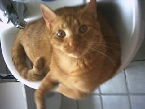 Blanding af racer Bamse (R.I.P) - Ønsker mig en større seng :-) billede 7