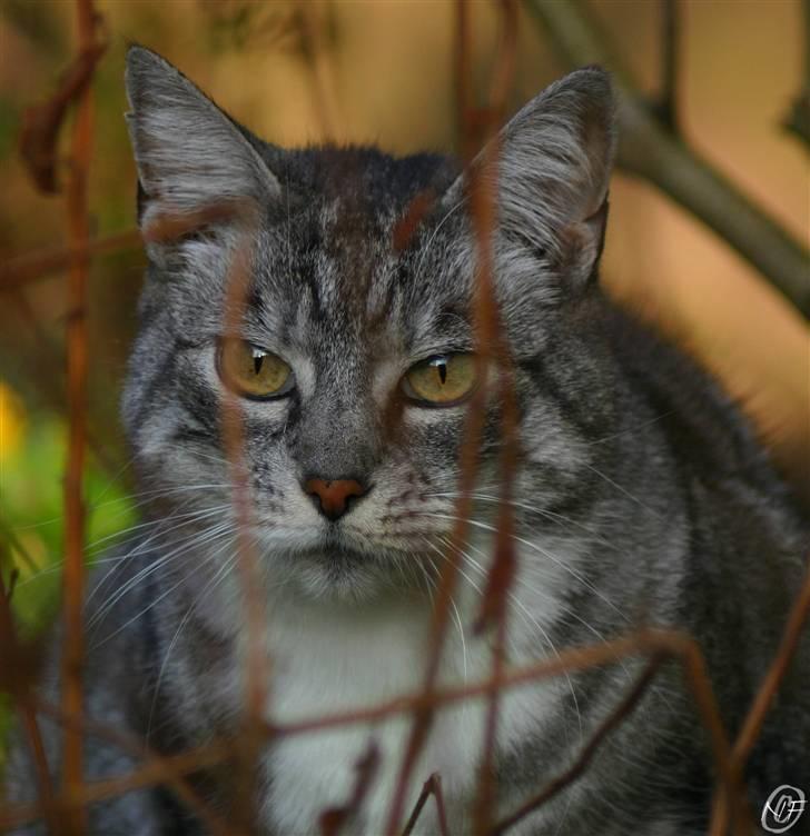 Huskat Baby billede 7