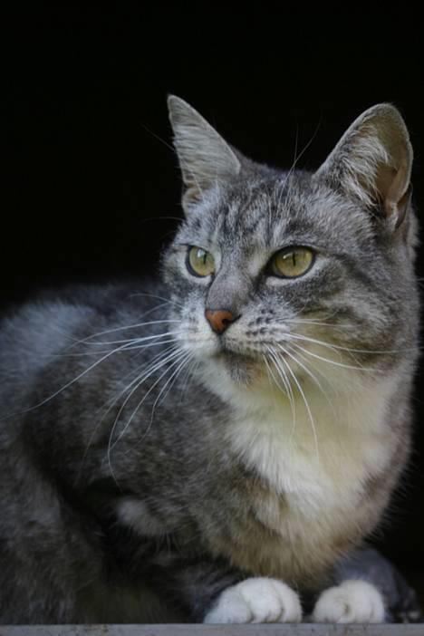 Huskat Baby billede 8