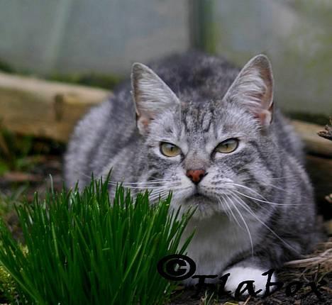 Huskat Baby billede 9