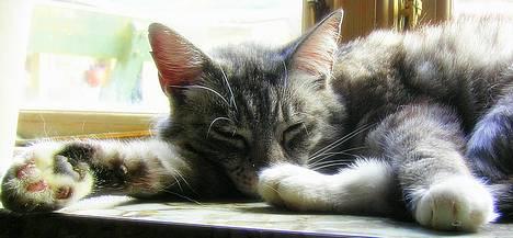 Huskat Baby - ZZzzzzzzz billede 11