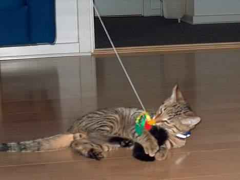 Blanding af racer Tarzan - HAHA!!! Jeg æder dig nu? billede 1