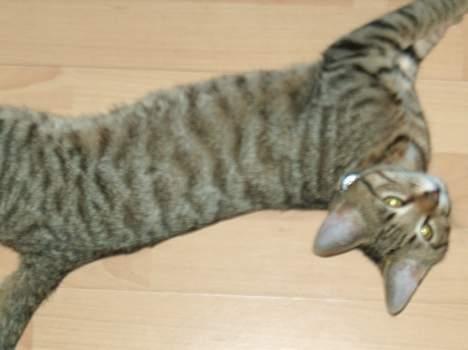 Blanding af racer Tarzan - Skal jeg kigge i kameratet nu? Hva´? Nu nu? Hvornår...! billede 2