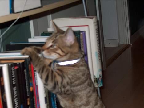 Blanding af racer Tarzan - Hvilken bog skal jeg læse..? Ikke Anders and, den læste jeg sidst... billede 3