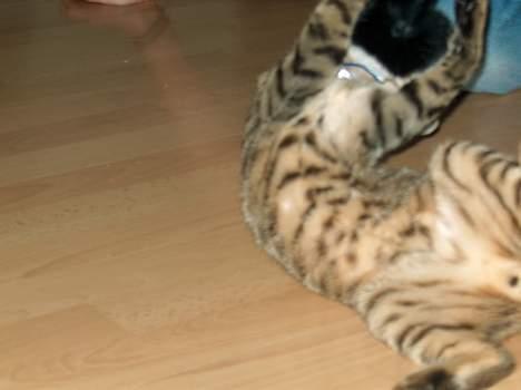 Blanding af racer Tarzan - Hihi, der er ikke noget sjovere ind at rulle rundt! billede 4