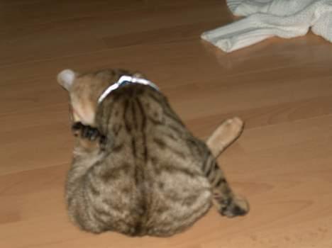 Blanding af racer Tarzan - Ikke kikke!!! Jeg vasker mig... billede 5