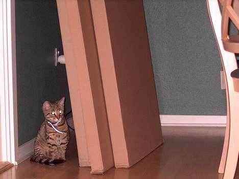 Blanding af racer Tarzan - Jeg trænger virkelig til at være lidt alene.... billede 6