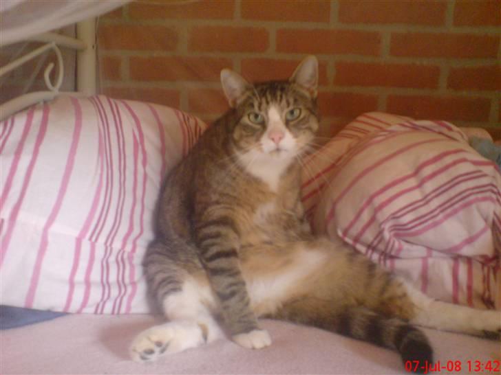 Huskat Sofus <3 - haha billede 1