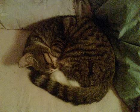 Huskat Sofus <3 - Sofus <33 billede 2