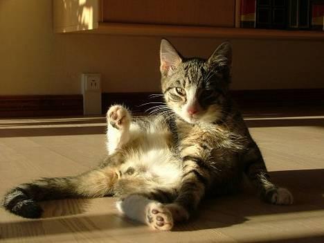 Huskat Sofus <3 - Jeg er ikke særlig dum xD billede 3