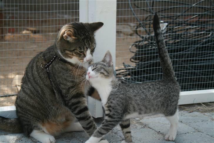 Huskat Sofus <3 - nyt . søødt (: billede 4