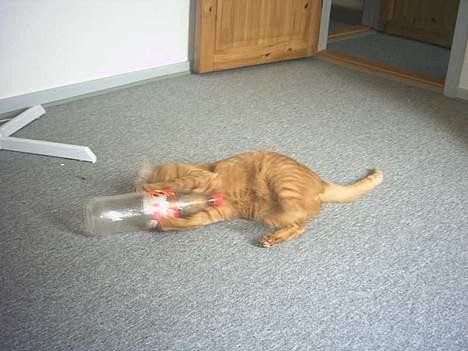 Blanding af racer Bamse (R.I.P) billede 8