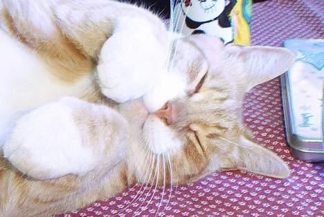 Huskat Benjamin - Er jeg ikke sød?? billede 1