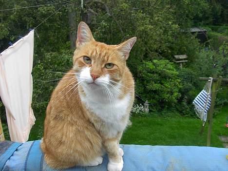 Huskat Benjamin - Mig du kalder på?? billede 2