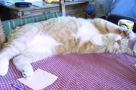 Huskat Benjamin - Ligger jeg fint nok nu?? (: billede 3