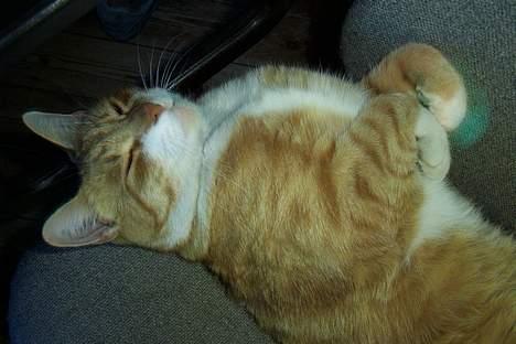 Huskat Benjamin billede 4