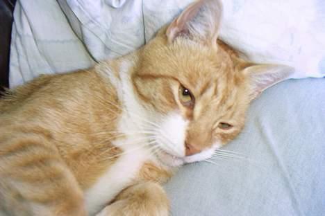 Huskat Benjamin - Mig du snakker til?? billede 5