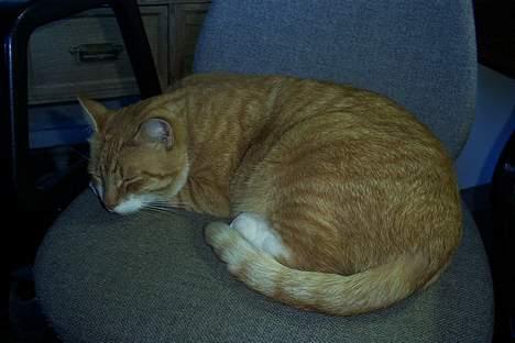 Huskat Benjamin - Dette er en af hans ynglings steder at sove.. hehe billede 6