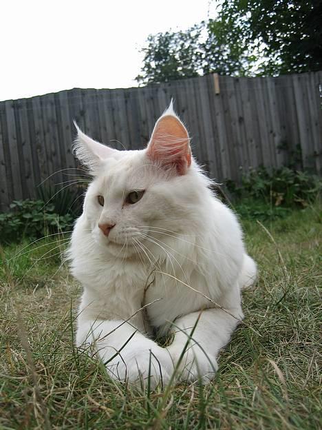 Maine Coon GIC Bright Star billede 2