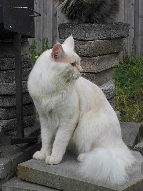 Maine Coon GIC Bright Star billede 3