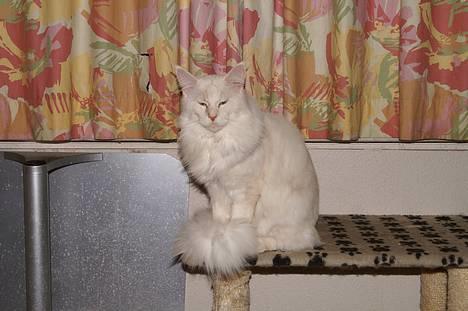 Maine Coon GIC Bright Star billede 4