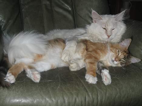 Maine Coon GIC Bright Star billede 5