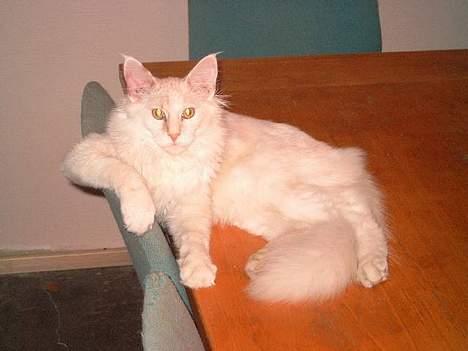 Maine Coon GIC Bright Star billede 7