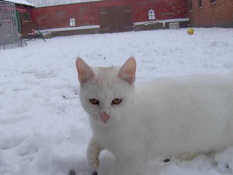 Blanding af racer Gizmo billede 8