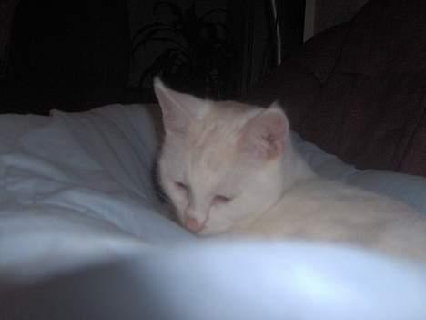 Blanding af racer Gizmo billede 9