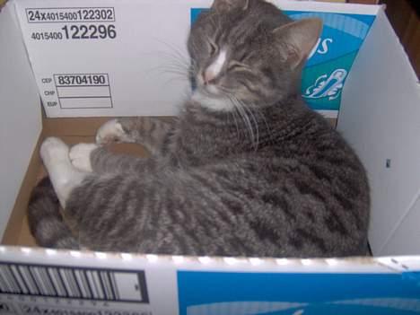 Blanding af racer Simba - ej moar du fandt mit skjulested..-ss- billede 12