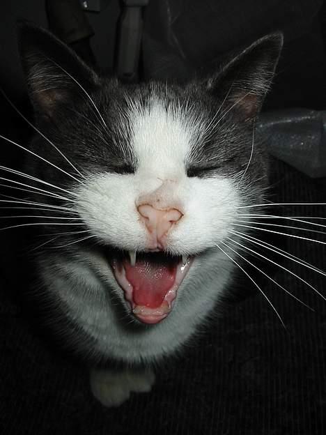 Huskat Gråmisser Død R.I.P. billede 10