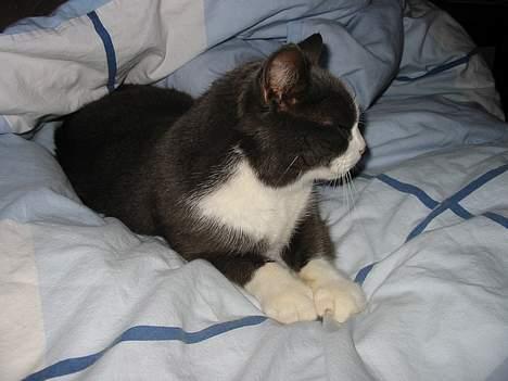 Huskat Gråmisser Død R.I.P. - Taget mit om natten.. he he :)   Billedet er fra 2006  billede 11