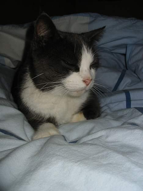 Huskat Gråmisser Død R.I.P. billede 12