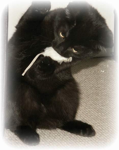 Blanding af racer Plet - killer cat!! billede 1