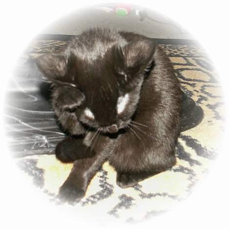 Blanding af racer Plet - jeg gør mig SÅÅ fin billede 2