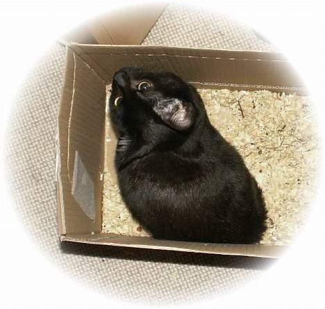 Blanding af racer Plet - nu kan du bare komme án Buller billede 3