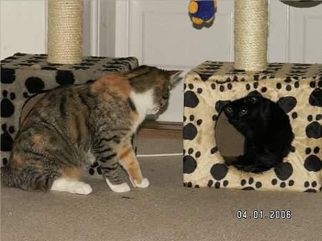 Blanding af racer Plet - Glem det.    he he    :) billede 4