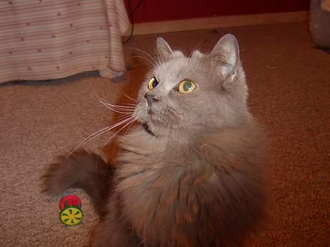 Blanding af racer Pjevs billede 3